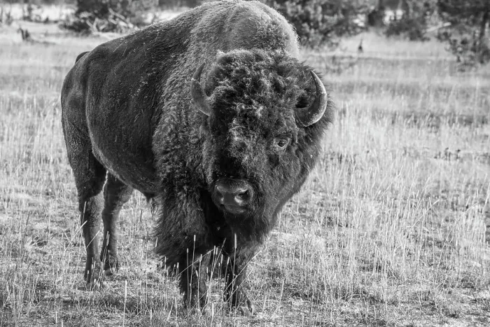 Framed Print : USA, Wyoming, Yellowstone National Park, Upper Geyser Basin. Lone male American bison, aka buffalo with eary morning fall frost. Date: 08-10-2020 Framed Print : USA, Wyoming, Yellowstone National Park, Upper Geyser Basin. Lone male American bison, aka buffalo with eary morning fall frost. Date: 08-10-2020