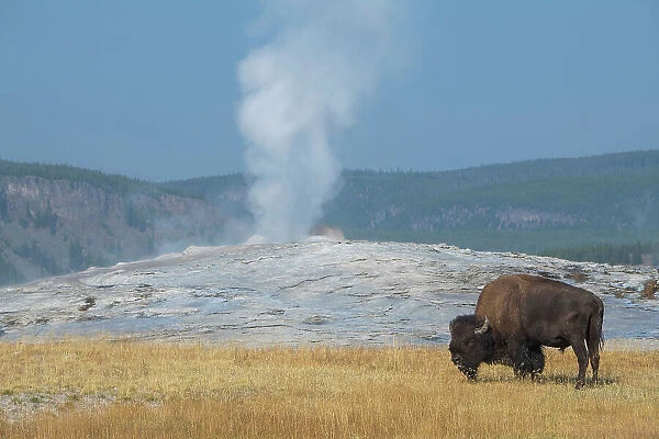 USA, Wyoming, Yellowstone National Park, Upper Geyser Basin. Lone male American bison, aka buffalo, in front of Old Faithful Geyser. Date: 08-10-2020