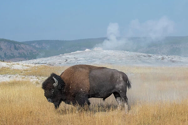USA, Wyoming, Yellowstone National Park, Upper Geyser Basin. Lone male American bison, aka buffalo right after a dust bath, in front of Old Faithful Geyser. Date: 08-10-2020