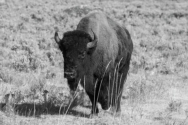 USA, Wyoming, Yellowstone National Park, Lamar Valley. American bison Date: 09-10-2020