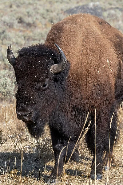 USA, Wyoming, Yellowstone National Park, Lamar Valley. Male American bison Date: 09-10-2020