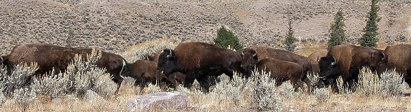USA, Wyoming, Yellowstone National Park, Lamar Valley. Herd of American bison Date: 09-10-2020