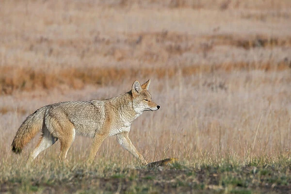 USA, Wyoming, Yellowstone National Park, Biscuit Basin. Coyote Date: 10-10-2020