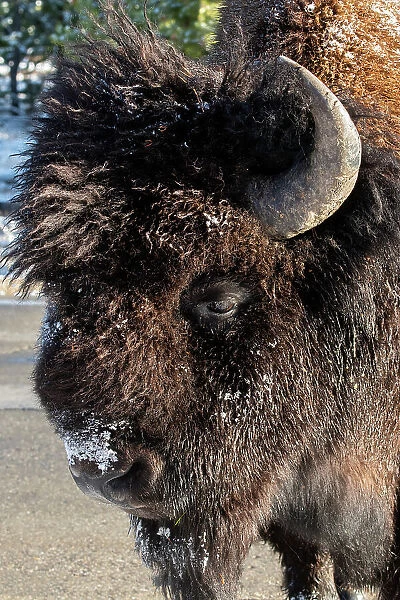 USA, Wyoming, Yellowstone National Park. Lone male American bison, aka buffalo with frost on face. Head detail. Date: 11-10-2020