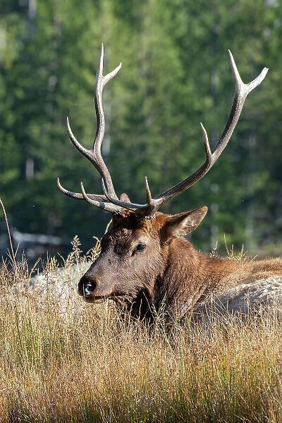 USA, Wyoming, Yellowstone National Park, Madison, Madison River. Male North American elk. Date: 08-10-2020