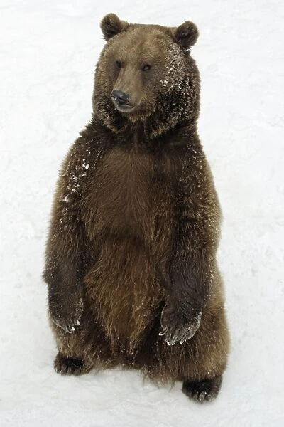 USH-1448. European Brown Bear - Male standing in snow