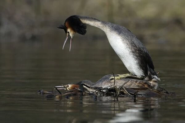 USH-1533. Great Crested Grebes - Pair copulating on courtship platform