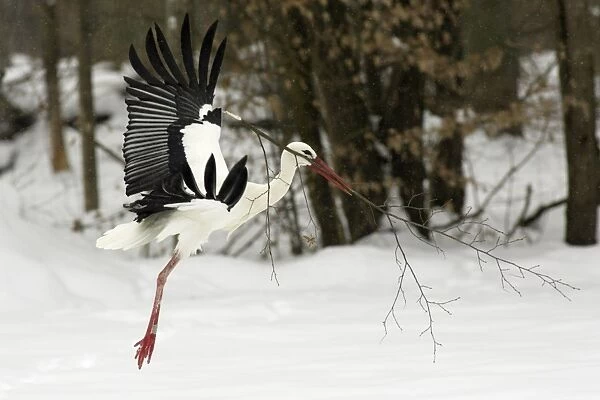 USH-1590. White Stork - Flying with nest material in snow at breeding grounds in april.