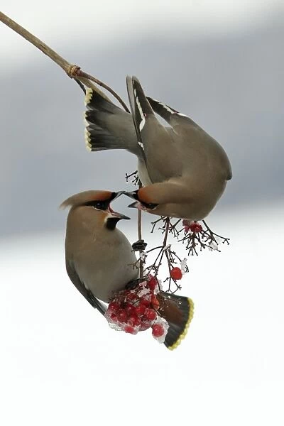 USH-1885. Waxwings-Fighting over Guelder-rose berries. Lower Saxony, Germany