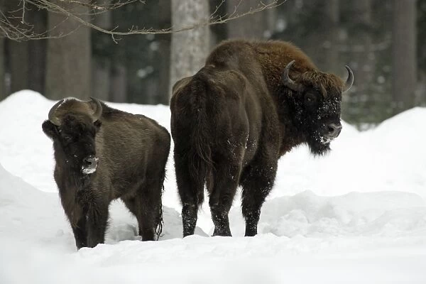 USH-1919. European Bison  /  Wisent - bull with calf In snow, winter. Bavaria, Germany