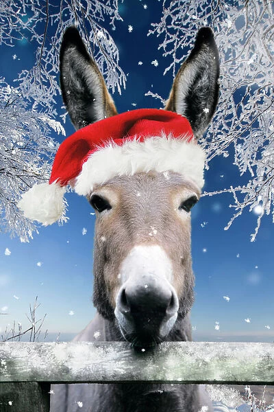 USH-2639-M. Donkey - looking over fence wearing Christmas hat in snow