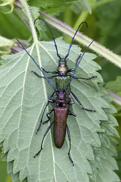 USH-3035. Musk Beetle - pair copulating, Lower Saxony, Germany