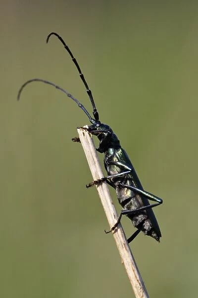 USH-3036. Musk Beetle - on twig, Lower Saxony, Germany