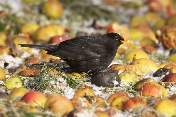 USH-3667. Blackbird - male feeding on fallen apples, in winter, Lower Saxony, Germany