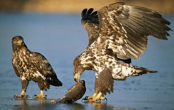 USH-393. White-tailed Sea Eagle. 2 young birds with scavenged fish, on frozen lake, winter