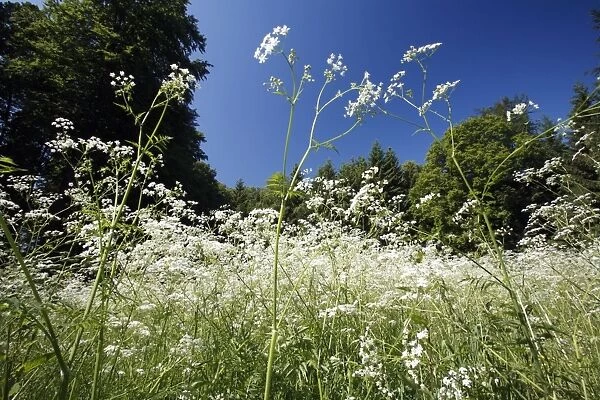 USH-4302. Cow Parsley - flowering on forest glade