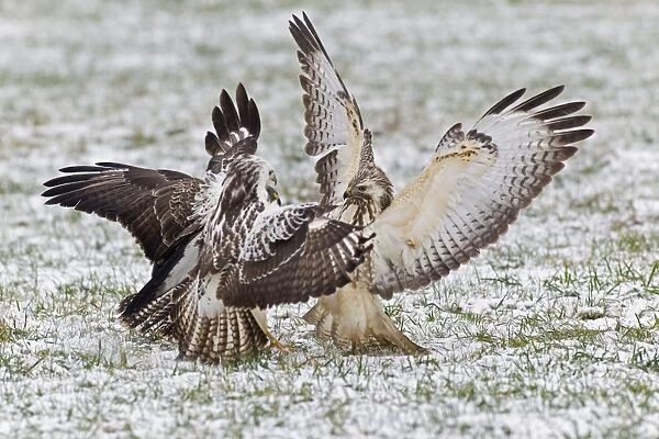 USH-5009. Common Buzzard - three squabbling over food in winter