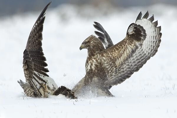 USH-5014. Common Buzzard - two fighting over food in winter