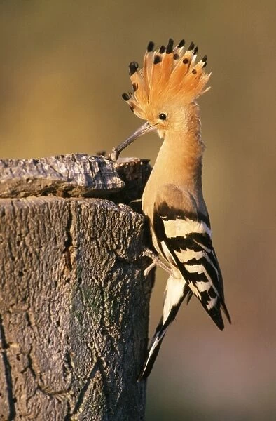 USH-505. Hoopoe - parent at nest entrance with Beetle in beak