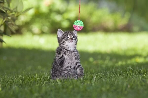 USH-5323. Cat - kitten playing with bell-ball in garden - Lower Saxony - Germany