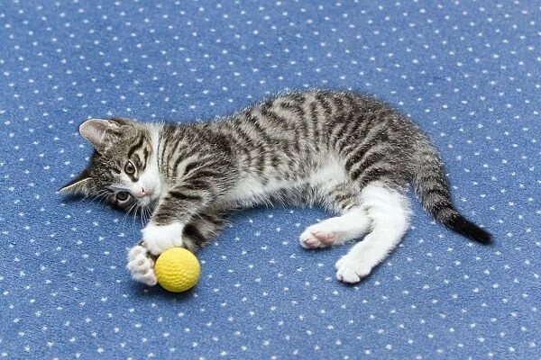 USH-5433. Cat - kitten playing with ball on living room carpet - Lower Saxony - Germany