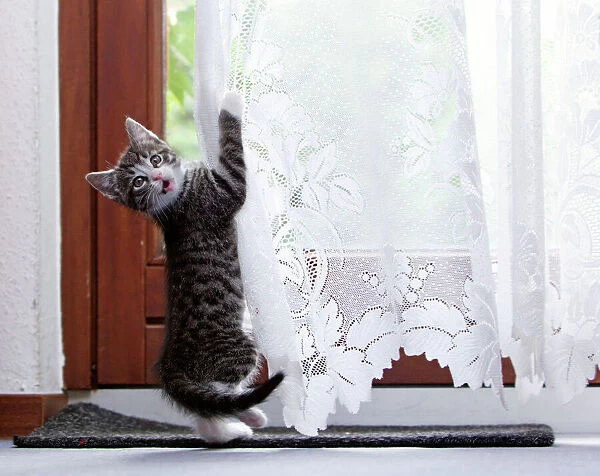USH-5455. Cat - kitten playing with living room curtains - Lower Saxony - Germany
