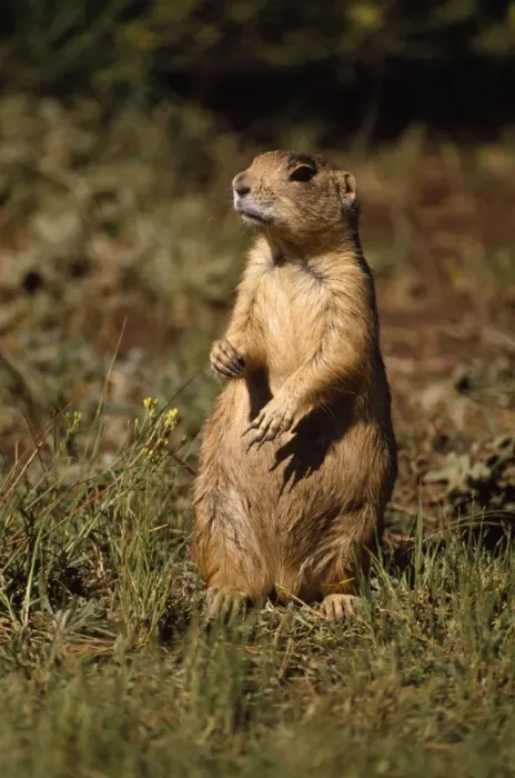 Framed Print : Utah Prairie Dog - alert Framed Print : Utah Prairie Dog - alert
