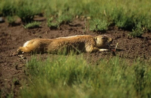 Utah Prairie Dog - lying on the ground 