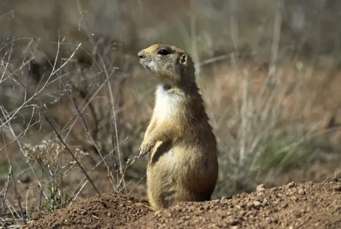 Framed Print : Utah Prairie Dog Sitting up at entrance to its burrow. Bryce Canyon Utah. USA Framed Print : Utah Prairie Dog Sitting up at entrance to its burrow. Bryce Canyon Utah. USA