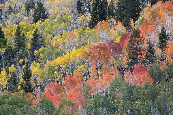 Utah; Wasatch-Cache National Forest, aspen