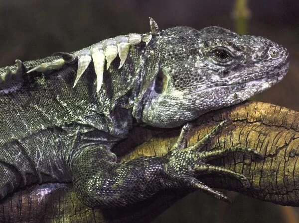 Utilan Spiny Tailed Iguana- Utila Island, Honduras, Critically Endangered