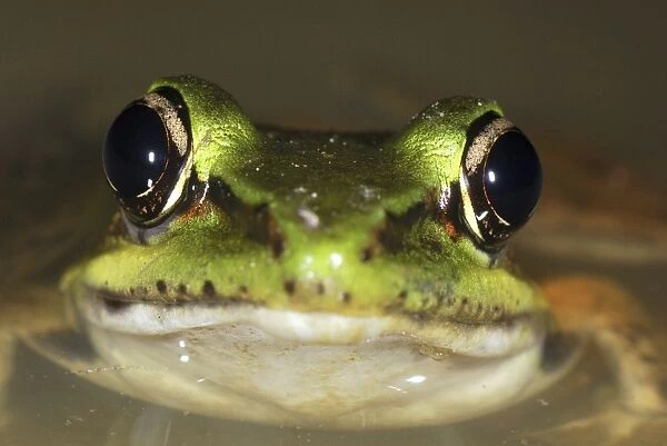 Vaillant's Frog San Cipriano Reserve, Cauca, Colombia