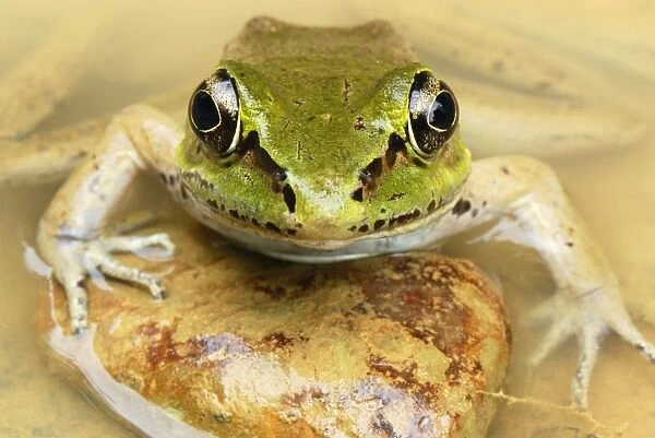 Vaillant's Frog - San Cipriano Reserve - Cauca - Colombia