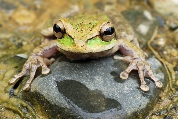Vaillant's Frog - San Cipriano Reserve - Cauca - Colombia