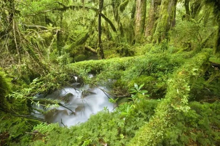 Framed Print : Valdivian Temperate Rainforest - creek with moss-covered rocks in dense and lush forest- Bosque Encantada - Enchanted Forest - Carretera Austral - Queulat National Park - Chile - South America Framed Print : Valdivian Temperate Rainforest - creek with moss-covered rocks in dense and lush forest- Bosque Encantada - Enchanted Forest - Carretera Austral - Queulat National Park - Chile - South America