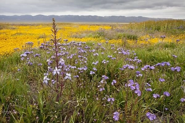 Valley Larkspur with Fremont's Phacelia and other flowers, Carrizo Plain, California