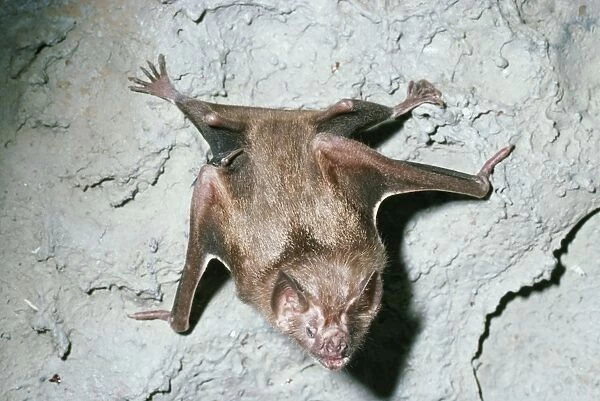 Vampire Bat AW 2879 Trinidad Desmodus rotundus © Adrian Warren  /  ardea. com