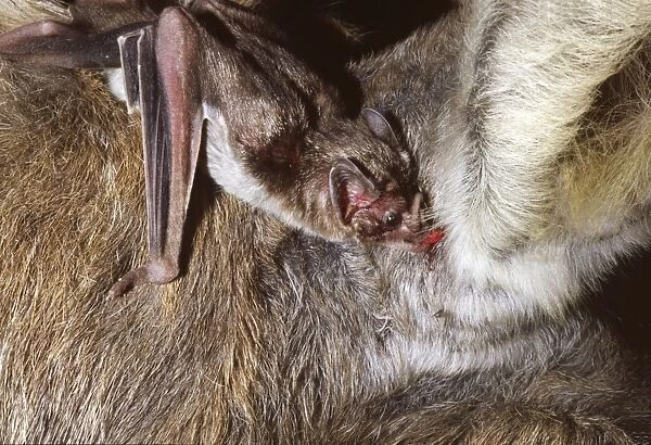 Vampire Bat - feeding on a donkey, Trinidad