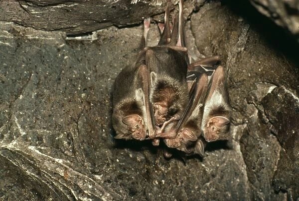 Vampire Bats KF 2551 Desmodius rotundus © Kenneth W. Fink  /  ARDEA LONDON