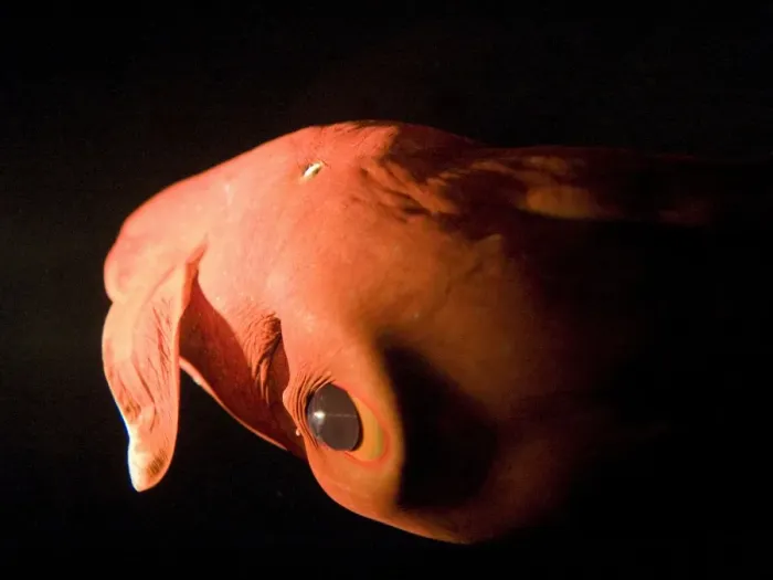 Framed Print : Vampire Squid. California USA Framed Print : Vampire Squid. California USA