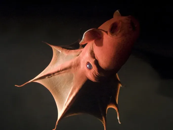 Framed Print : Vampire Squid. California USA Framed Print : Vampire Squid. California USA