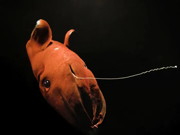 Framed Print : Vampire Squid - Monterey - California - USA - Small white discs / Dots are Photophores - Light producing organs - Deep sea 600-900mtrs / 2-3000 ft in the oxygen minimum zone - It is currently the only animal in the order Vampyromorphida Framed Print : Vampire Squid - Monterey - California - USA - Small white discs / Dots are Photophores - Light producing organs - Deep sea 600-900mtrs / 2-3000 ft in the oxygen minimum zone - It is currently the only animal in the order Vampyromorphida
