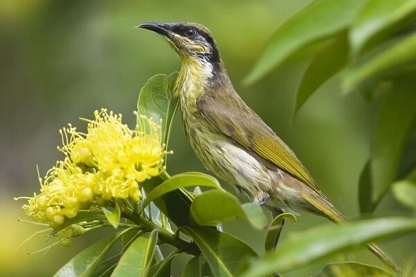 Varied Honeyeater This is a mangrove species restricted to eastern Queensland from Cape York to 20deg South. Also forages in other flowering trees adjacent to the mangroves. On Cairns Esplanade, Queensland, Australia