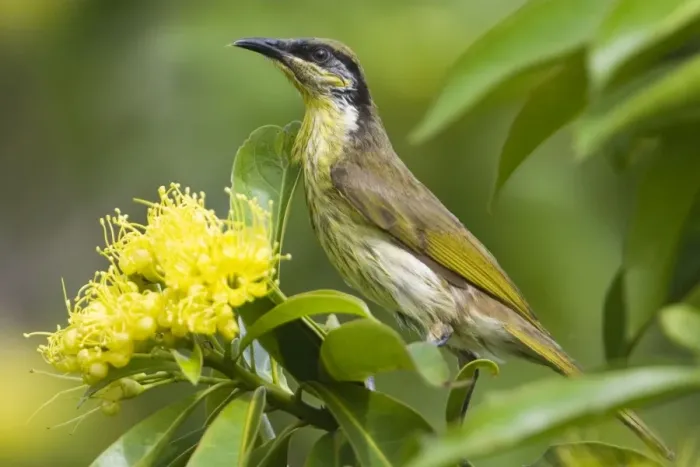 Framed Print : Varied Honeyeater This is a mangrove species restricted to eastern Queensland from Cape York to 20deg South. Also forages in other flowering trees adjacent to the mangroves. On Cairns Esplanade, Queensland, Australia
