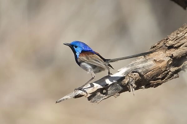 Variegated Fairy-wren, male perched. Previously known as Purple-backed Fairy-wren. This subspecies inhabits drier country such as spinifex with associated shrubbery. Also in mallee and mulga and along dry tree-lined watercourses