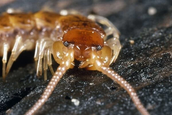 Variegated Woodland Centipede - close-up of head - UK