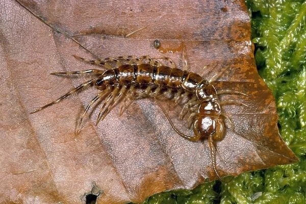 Variegated Woodland Centipede - UK