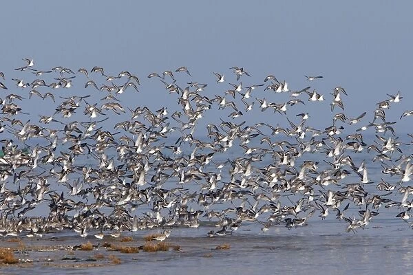 Various Waders: Dunlin - Ringed Plover - Black-tailed Godwit - Red Knot - Curlew - in flight - Poitou charente - France