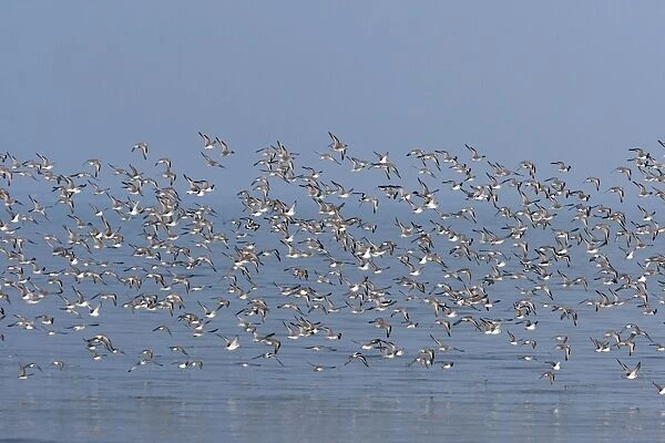 Various Waders: Dunlin - Ringed Plover - Black-tailed Godwit - Red Knot - Curlew - in flight - D'oleron - Poitou charente - France