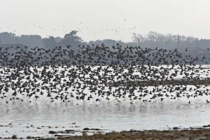 Framed Print : Various Waders: Dunlin - Ringed Plover - Black-tailed Godwit - Red Knot - Curlew - in flight - D'oleron - Poitou charente - France